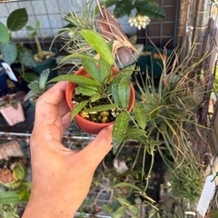 ホヤ　sp ポーラ