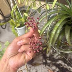 ホヤ　sp ポーラの画像