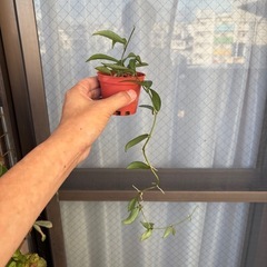 ホヤ　sp ポーラの画像