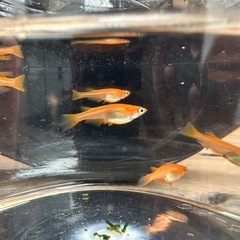 メダカ、めだか　スーパー紅帝5匹の画像