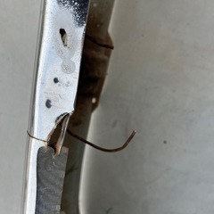 ジェットイノエの画像