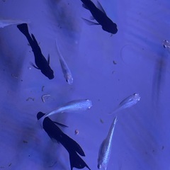 ブラックモーリーの画像