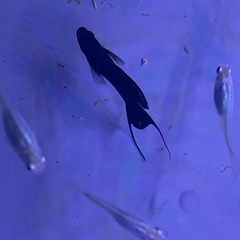 ブラックモーリー