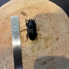 オオクワガタ[能勢YG]　ペアの画像