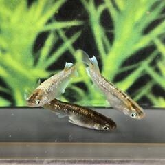 レッドクリフダークタイプ　2ペア　の画像