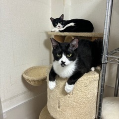 甘えん坊の仲良しハチワレ兄弟9ヶ月