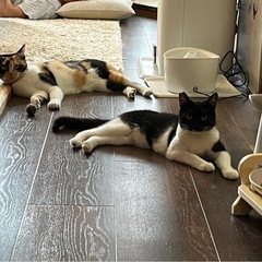 猫が大好きな大人しい黒白子猫 − 愛知県