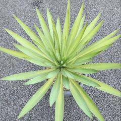 ユッカ　グロリオサの画像