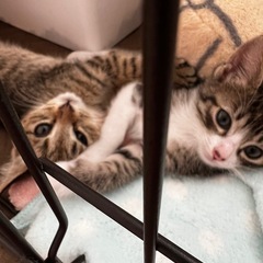 4/13生まれの可愛い子猫兄妹です🌸