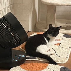 猫が大好きな大人しい黒白子猫（右側）