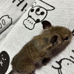 デグーの赤ちゃん、あげます(^^)産まれて2週間です(^^)