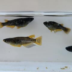 オランジェメダカの画像