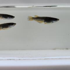 オランジェメダカ
