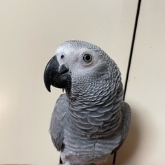 ヨウム、手乗り、男の仔