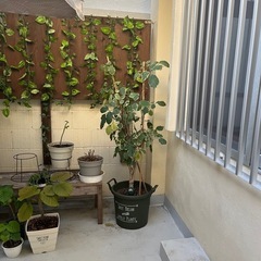 観葉植物