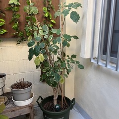 観葉植物の画像