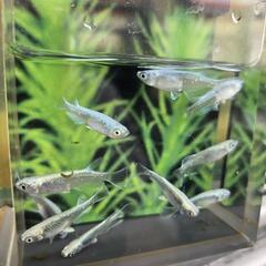 極龍(キワミリュウ)　5匹　♂️2♀️3　おまけ有りの画像