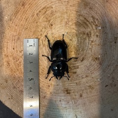 オオクワガタ[能勢YG] ペアの画像