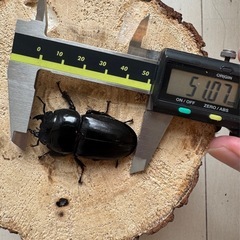 【107mm血統♀単】スマトラオオヒラタ　アチェの画像