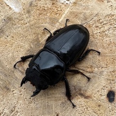 【107mm血統♀単】スマトラオオヒラタ　アチェの画像