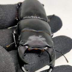 能勢YGオオクワガタ新成虫　♂76.5ミリ♀49ミリ　1ペア　未後食