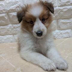 🌻🐶シェルティ男の子🐶🌻