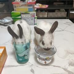 うさぎ