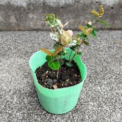 ハツユキカズラ(株分け)