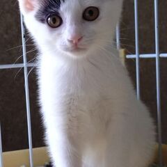 6月28日（土）三鷹で猫の譲渡会🪂🩷☄️babybaby子…