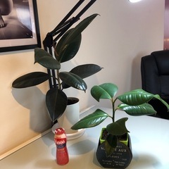 観葉植物3点