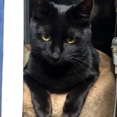 飼い主が猫アレルギーにより飼えなくなった