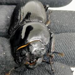 能勢YGオオクワガタ新成虫　♂77ミリ♀49.1ミリ　1ペア　後食済の画像