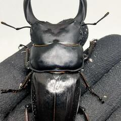 能勢YGオオクワガタ新成虫　♂77ミリ♀49.1ミリ　1ペア　後食済の画像