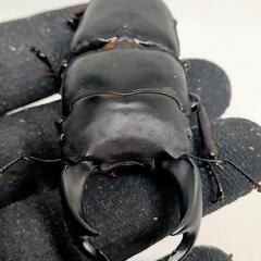 能勢YGオオクワガタ新成虫　♂77ミリ♀49.1ミリ　1ペア　未後食