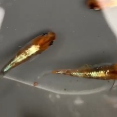メダカ　有精卵　龍炎