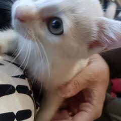 里親さん募集します