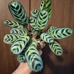 A60 観葉植物 アマビリス