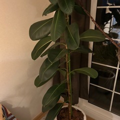 観葉植物  ゴムの木