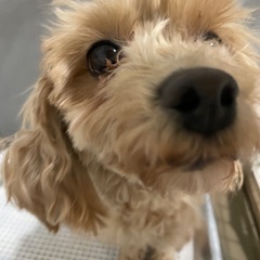 マルプー 3歳
