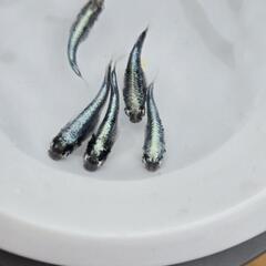 黒百式　産卵中種親　2ペア+おまけ付きの画像