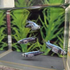 黒百式　産卵中種親　2ペア+おまけ付きの画像