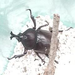 無料)カブトムシ/コクワクワガタの画像