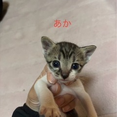 里親募集しています。