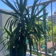 鉢付きの大きめ観葉植物の画像