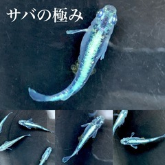 メダカ　針子稚魚　10匹1000円〜
