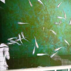 みゆきメダカ②　天女の舞　成魚　１０匹