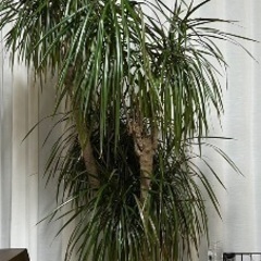 観葉植物 ドラセナ