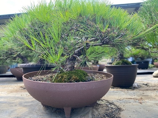 盆栽　赤松、在庫多数