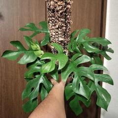A61 観葉植物 ヒメモンステラ 自作モスポール仕立て ネガミエ...