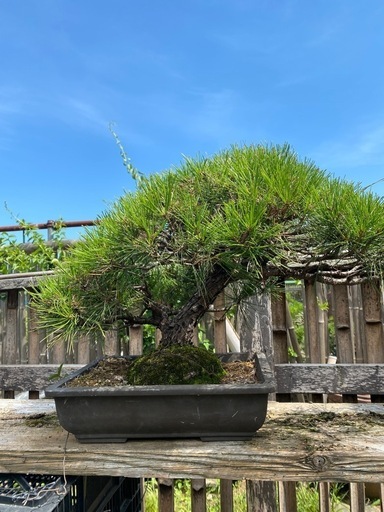 盆栽 赤松　黒松　卸売販売　業販　個人販売　在庫約2000本 盆栽 赤松黒松卸売販売業販個人販売在庫約2000本